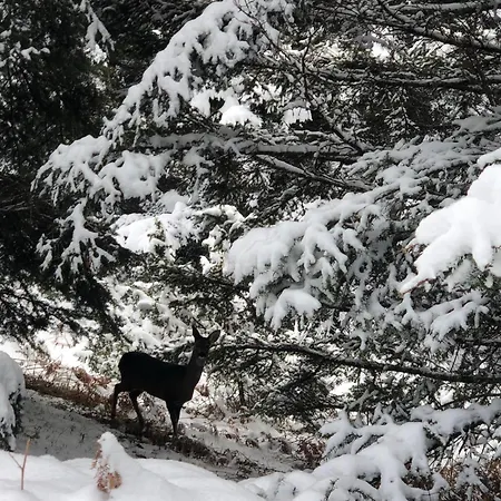 παραδοσιακή πέτρινη στην ελάτης Dom wakacyjny *