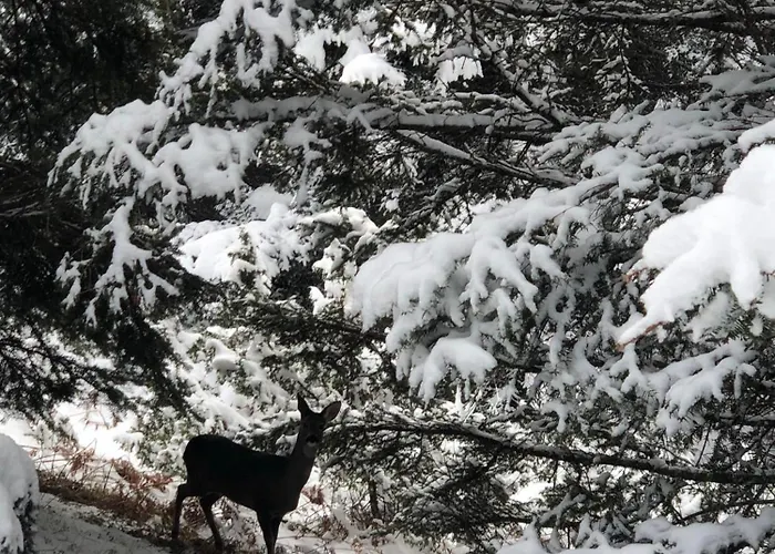 παραδοσιακή πέτρινη στην ελάτης Case de vacanță *